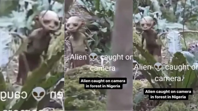 You are currently viewing “Things dey happen” – Alien caught on camera in a thick forest in Nigeria (Video)